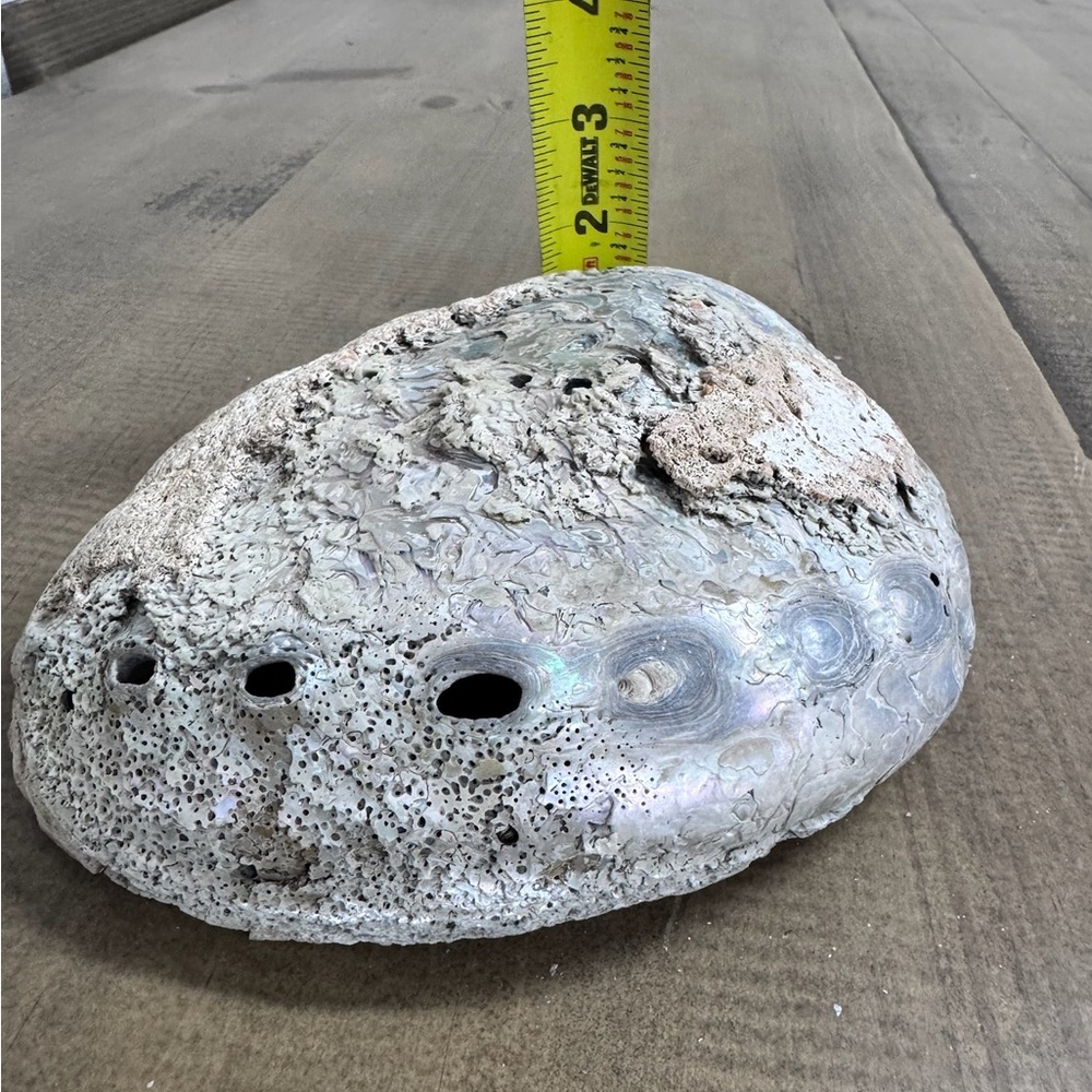 Natural Iarge Abalone Shell - Picture 4 of 4